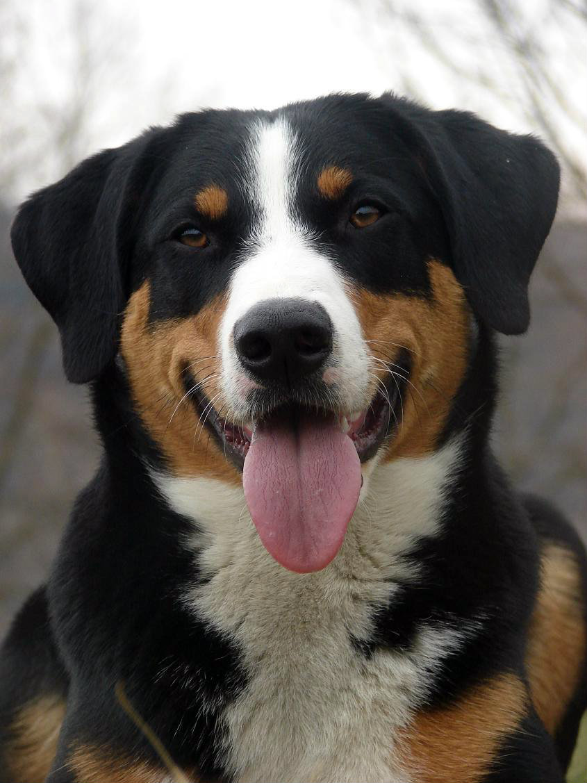 Appenzellský salašnický pes ABORA z Velkého Újezda